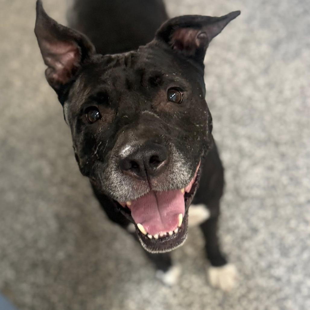 Enlarge Chapo, a Adoptable mixed breed in Collinsville , OK image 3/6