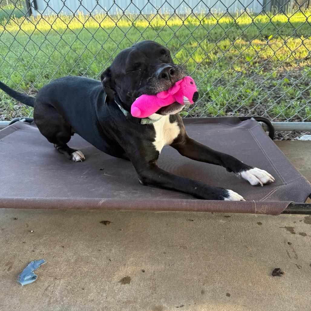 Enlarge Chapo, a Adoptable mixed breed in Collinsville , OK image 4/6