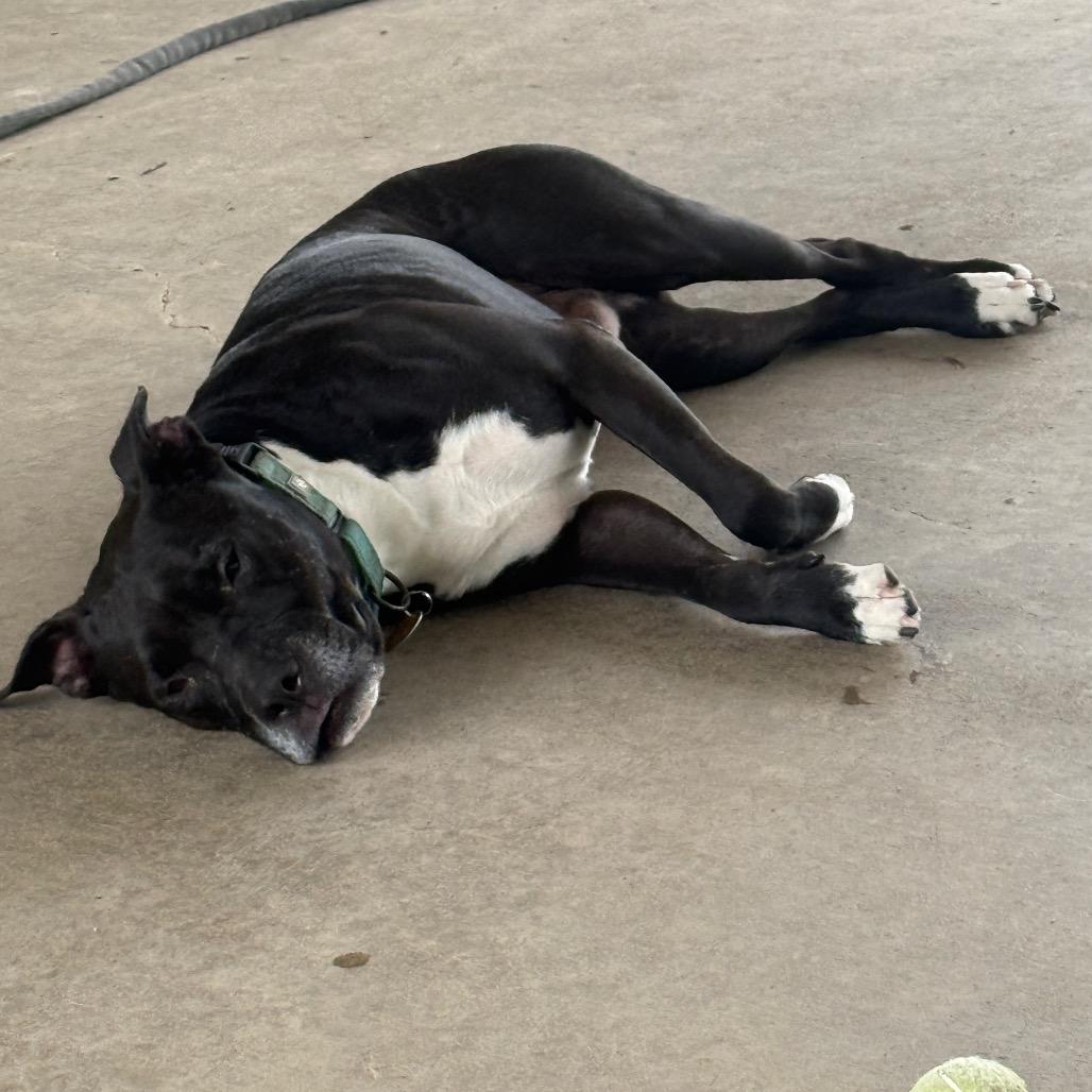 Enlarge Chapo, a Adoptable mixed breed in Collinsville , OK image 5/6