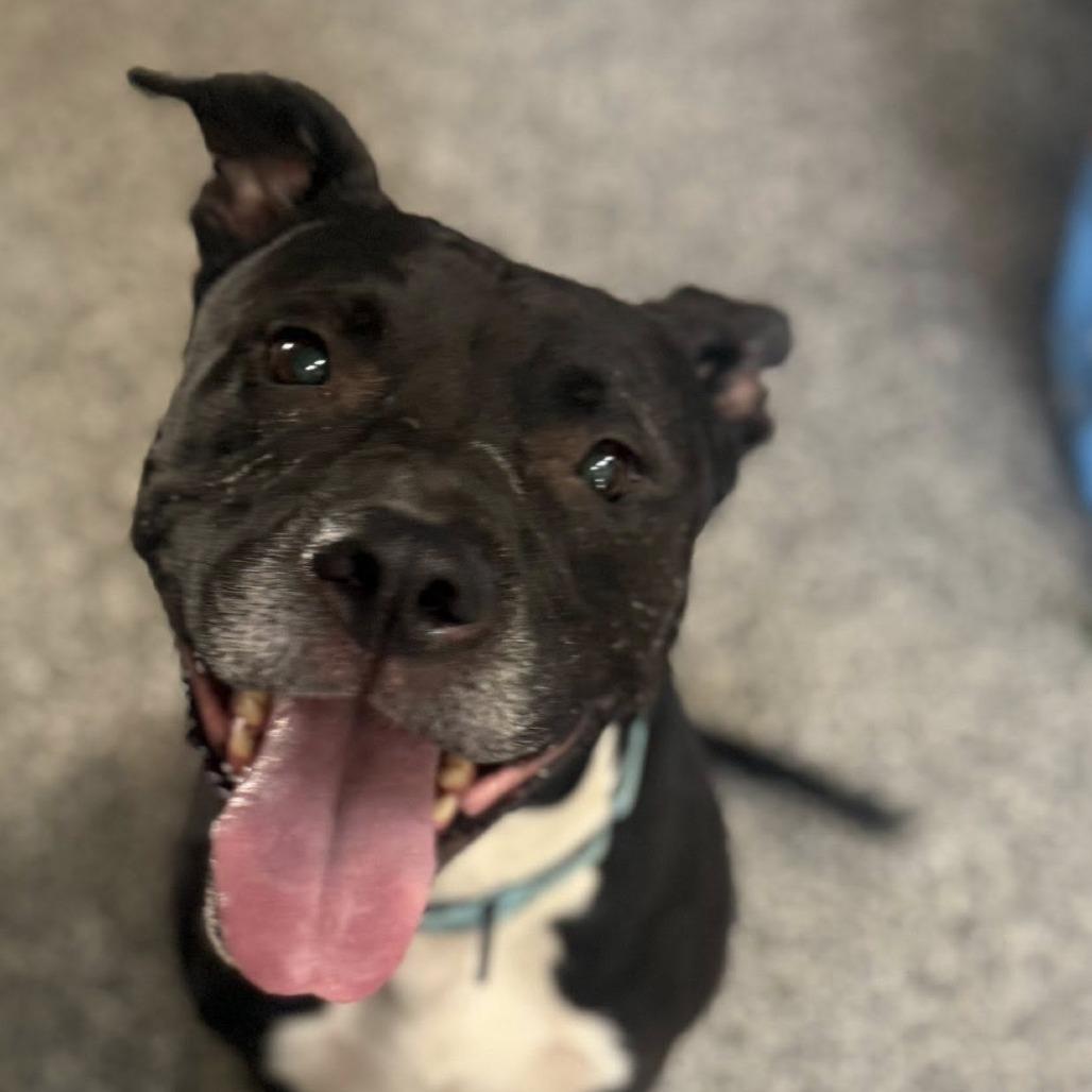Enlarge Chapo, a Adoptable mixed breed in Collinsville , OK image 6/6