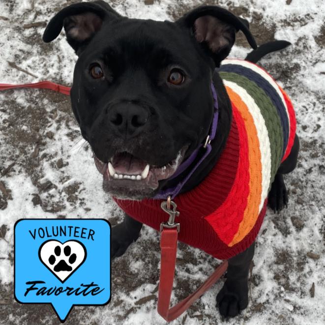 Christian, Adoptable, Adult Male American Staffordshire Terrier & Pit Bull Terrier.