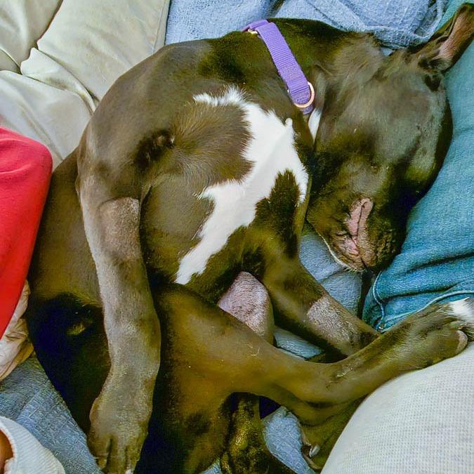 Christian, Adoptable, Young Male American Staffordshire Terrier & Pit Bull Terrier.