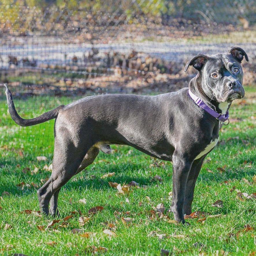 Enlarge Christian, a Adoptable mixed breed in Champaign, IL image 2/6