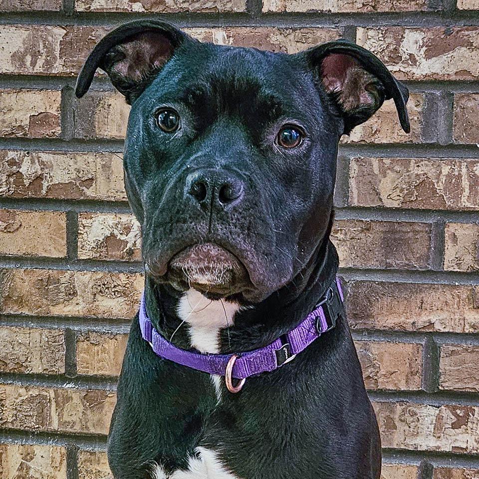 Enlarge Christian, a Adoptable mixed breed in Champaign, IL image 3/6