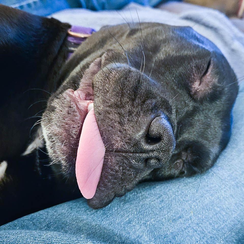 Enlarge Christian, a Adoptable mixed breed in Champaign, IL image 4/6