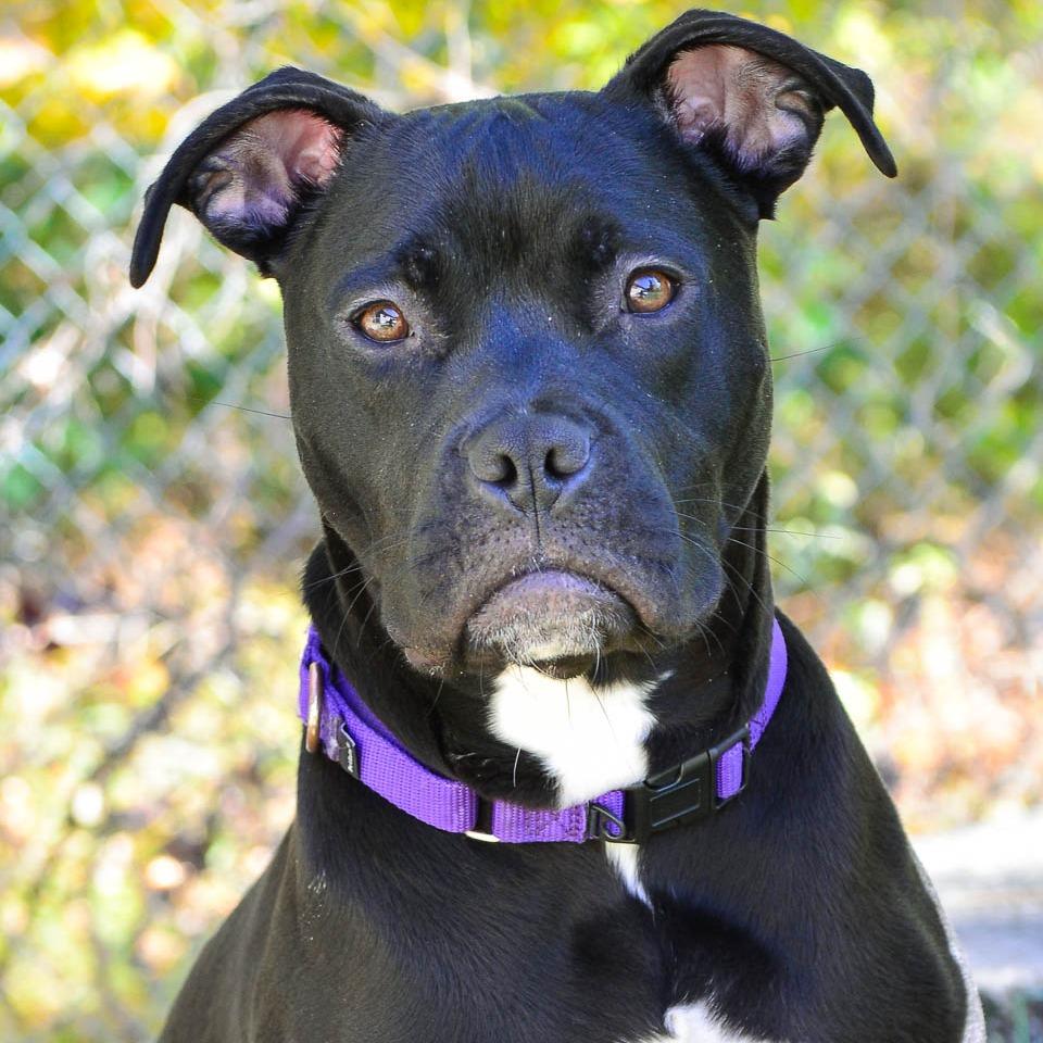 Enlarge Christian, a Adoptable mixed breed in Champaign, IL image 5/6