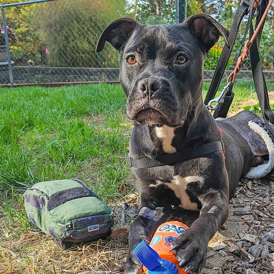 Enlarge Christian, a Adoptable mixed breed in Champaign, IL image 6/6