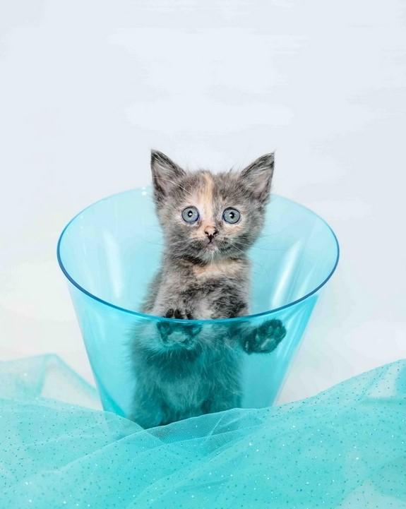 Pumpkin - Pre Adopt - In Foster Dilute Tortoiseshell Cat