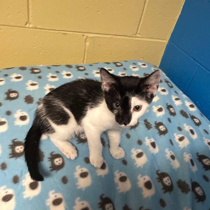 Donnie, Adoptable, Kitten Male Domestic Short Hair.
