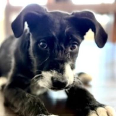 Leyla, adopted, Puppy Female Mixed Breed.