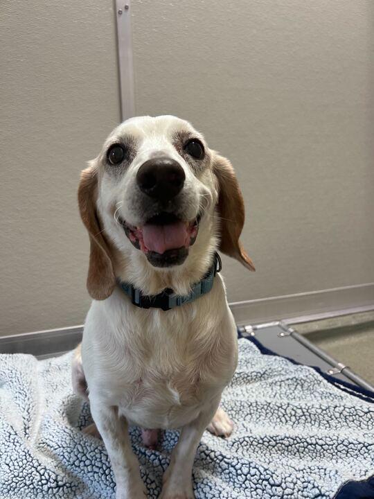Harley, ADOPTABLE, Senior Male Beagle.