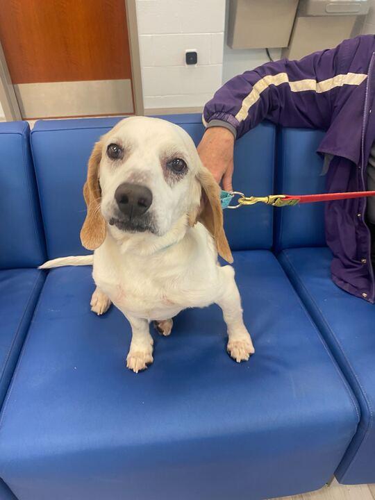 Harley, ADOPTABLE, Senior Male Beagle.