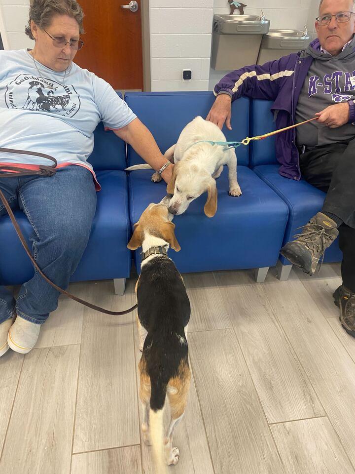 Enlarge Harley, a ADOPTABLE Beagle in Maidens, VA image 3/3