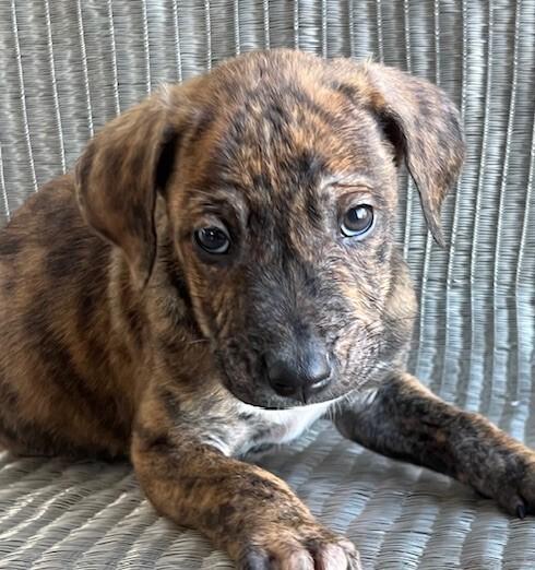 Enlarge Baby Watson, a Adoptable mixed breed in Washington, DC image 1/4