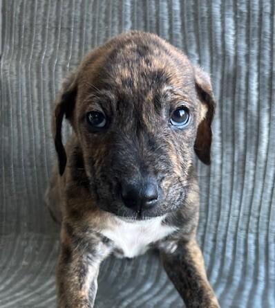 Enlarge Baby Watson, a Adoptable mixed breed in Washington, DC image 2/4