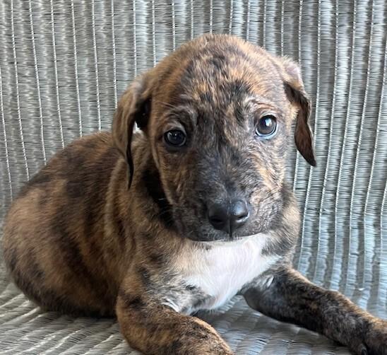 Enlarge Baby Watson, a Adoptable mixed breed in Washington, DC image 3/4