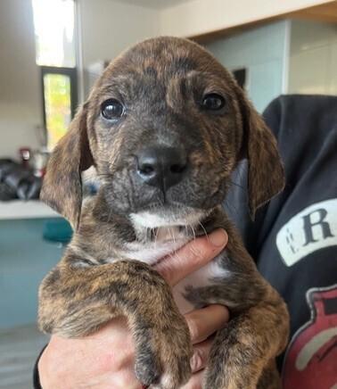 Enlarge Baby Watson, a Adoptable mixed breed in Washington, DC image 4/4