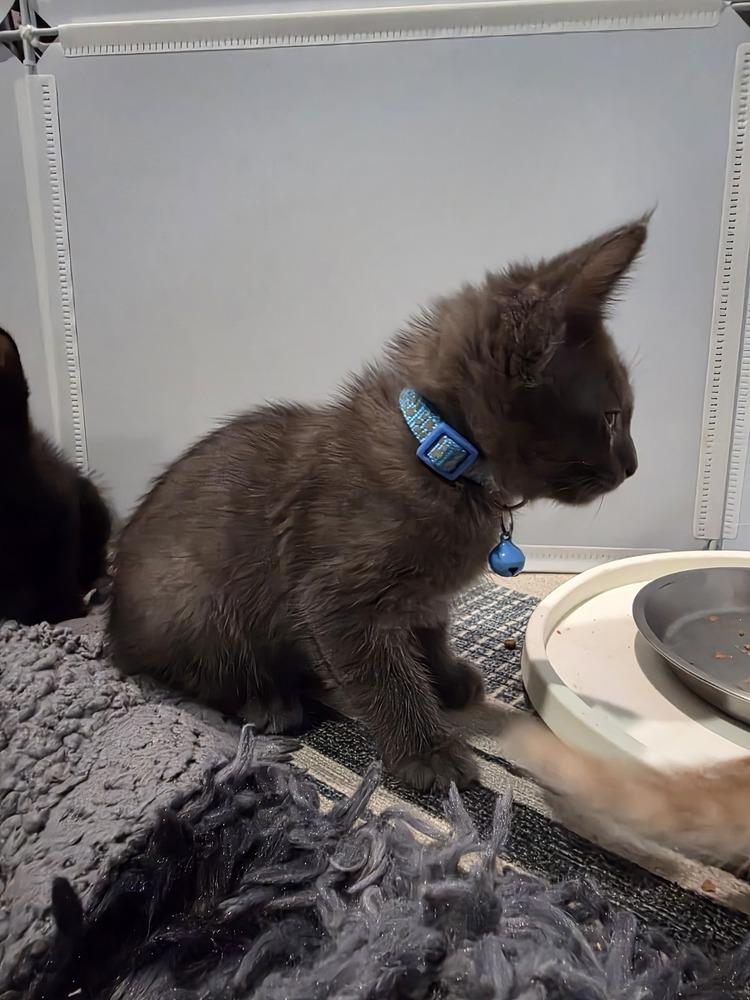 North Beach, Adopted, Kitten Male Russian Blue & Domestic Short Hair.