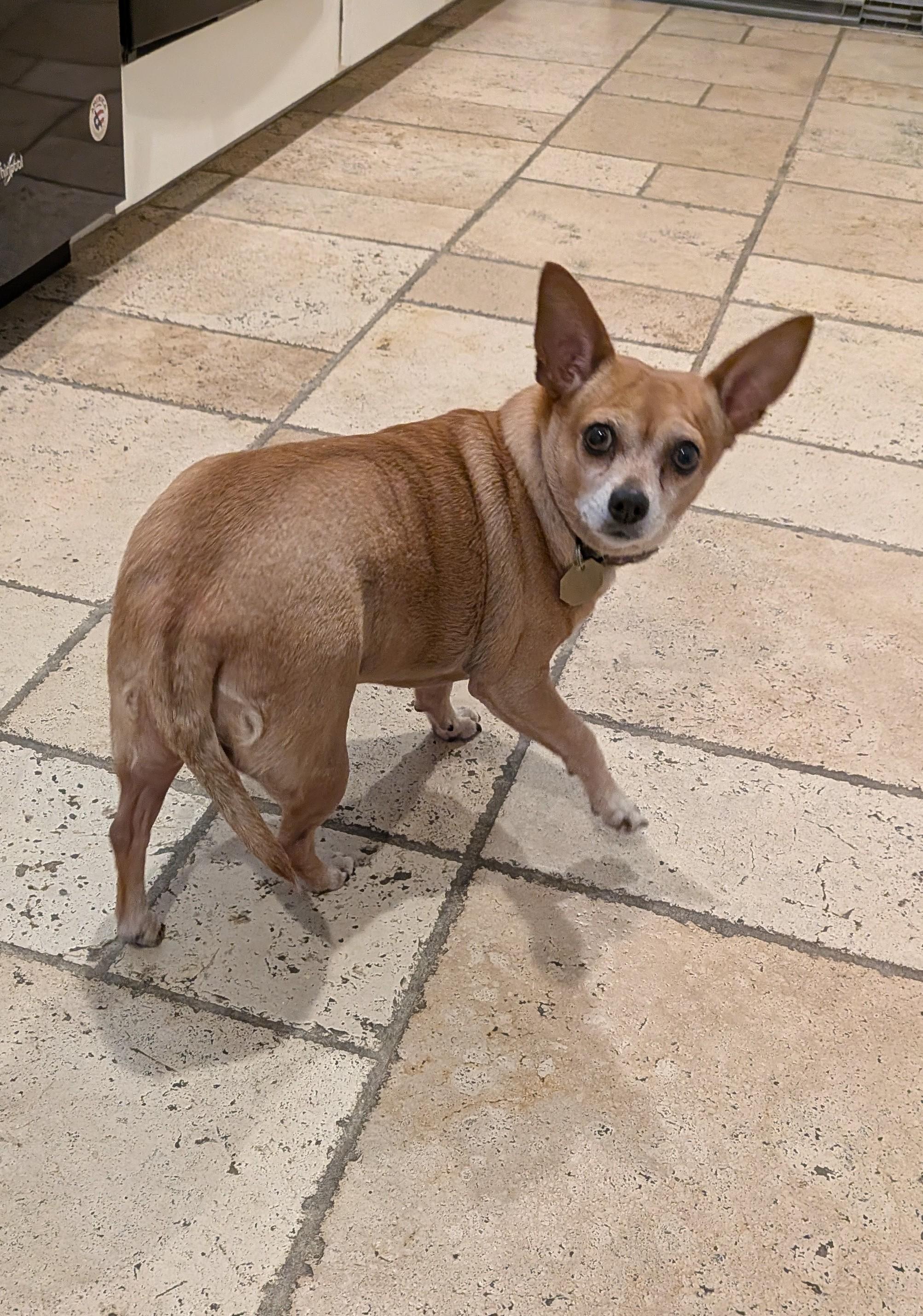 Enlarge Phyllis, a Adopted Chiweenie in Putnam, CT image 5/5