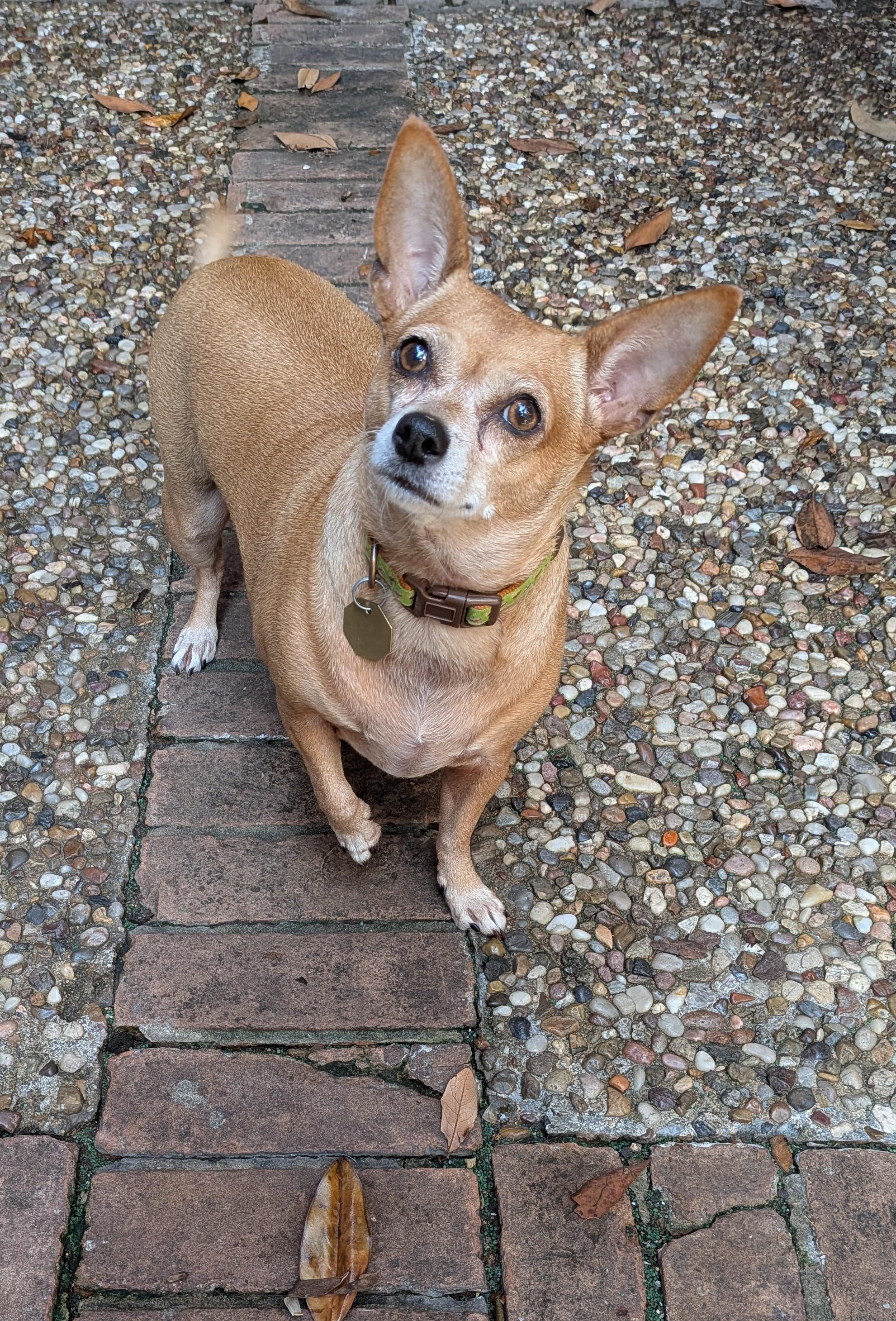 Enlarge Phyllis, a Adopted Chiweenie in Putnam, CT image 2/5