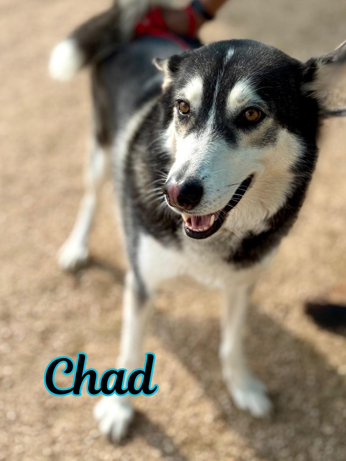 Chad, Adoptable, Adult Male Husky.