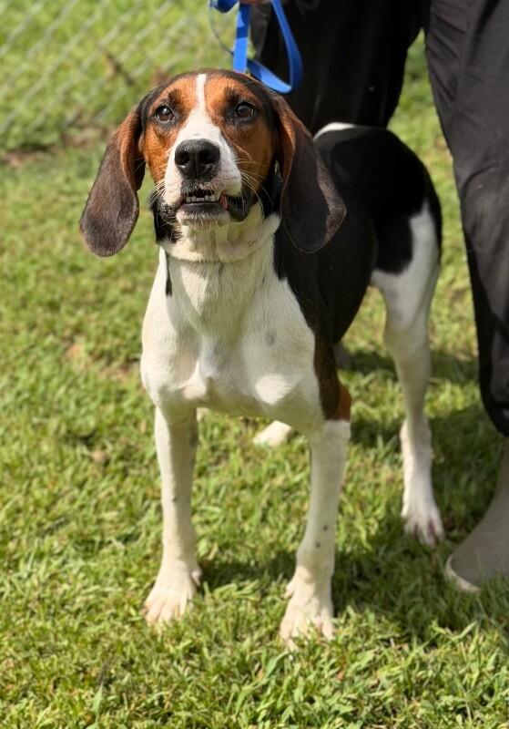 Chase, Adoptable, Adult Male Treeing Walker Coonhound.
