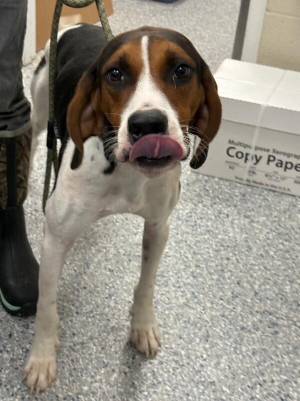 Chase, a Adoptable Treeing Walker Coonhound in Burgaw, NC image 2/4