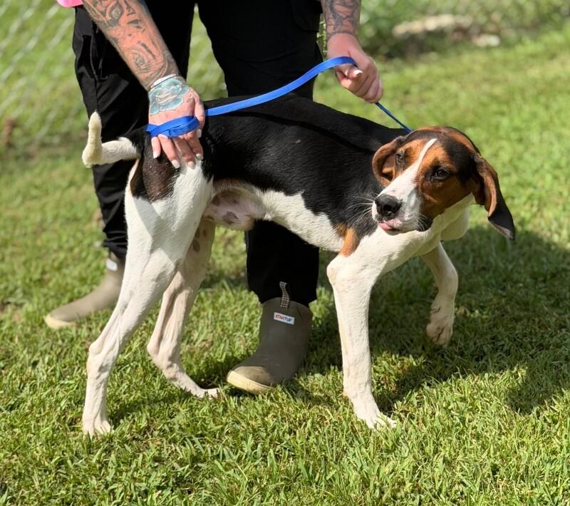 Chase, a Adoptable Treeing Walker Coonhound in Burgaw, NC image 3/4