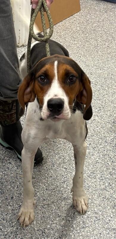 Chase, a Adoptable Treeing Walker Coonhound in Burgaw, NC image 4/4