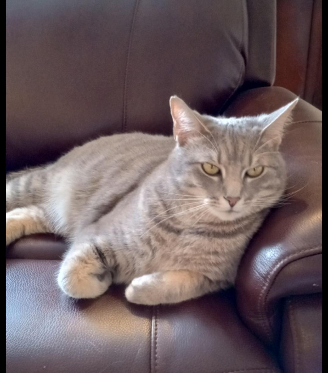 Jerry, ADOPTABLE, Adult Male Tabby.