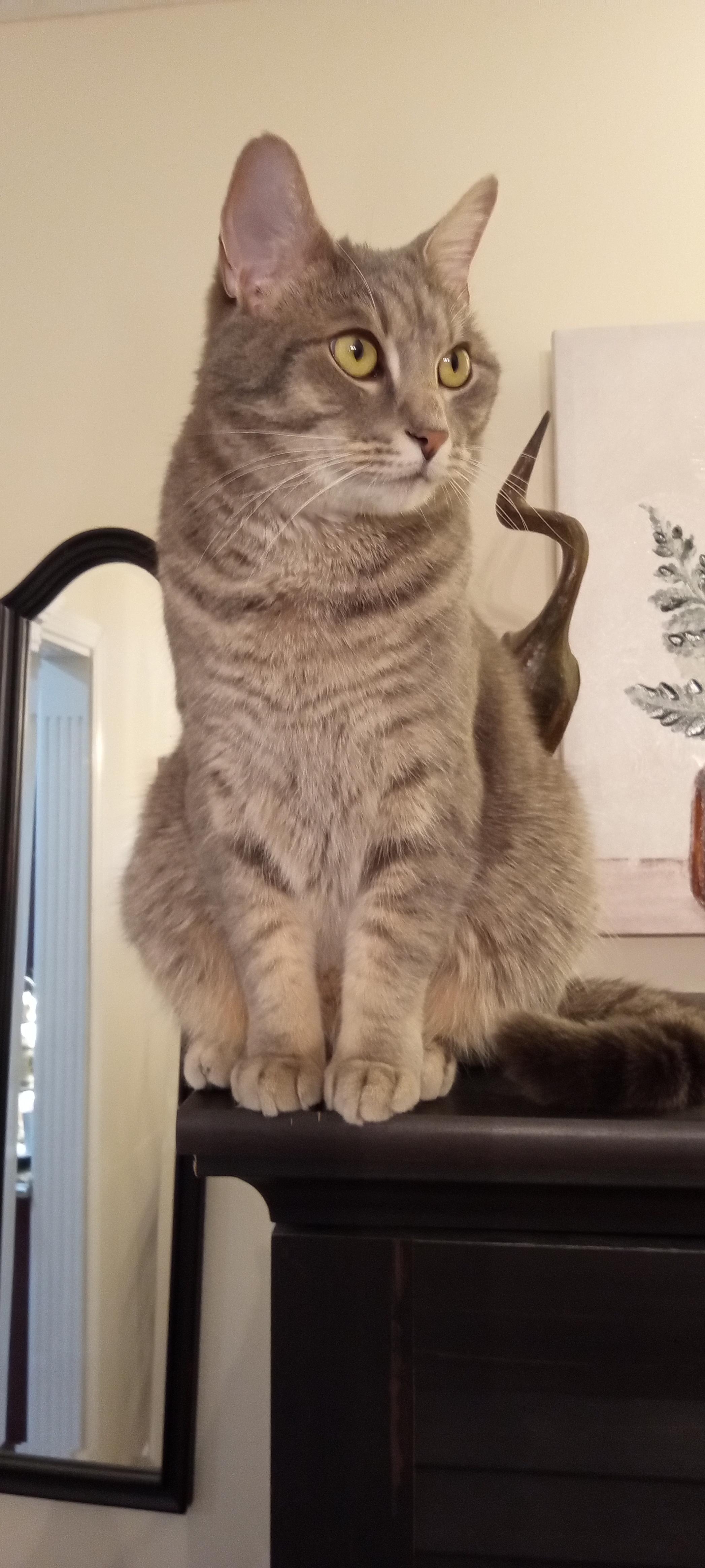 Enlarge Jerry, a ADOPTABLE Tabby in Clarksville, IN image 2/2