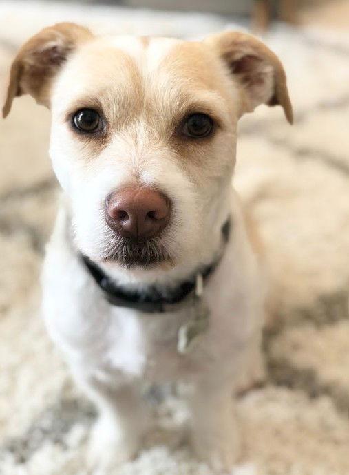 Bobby, Adopted, Adult Male Terrier & Corgi.