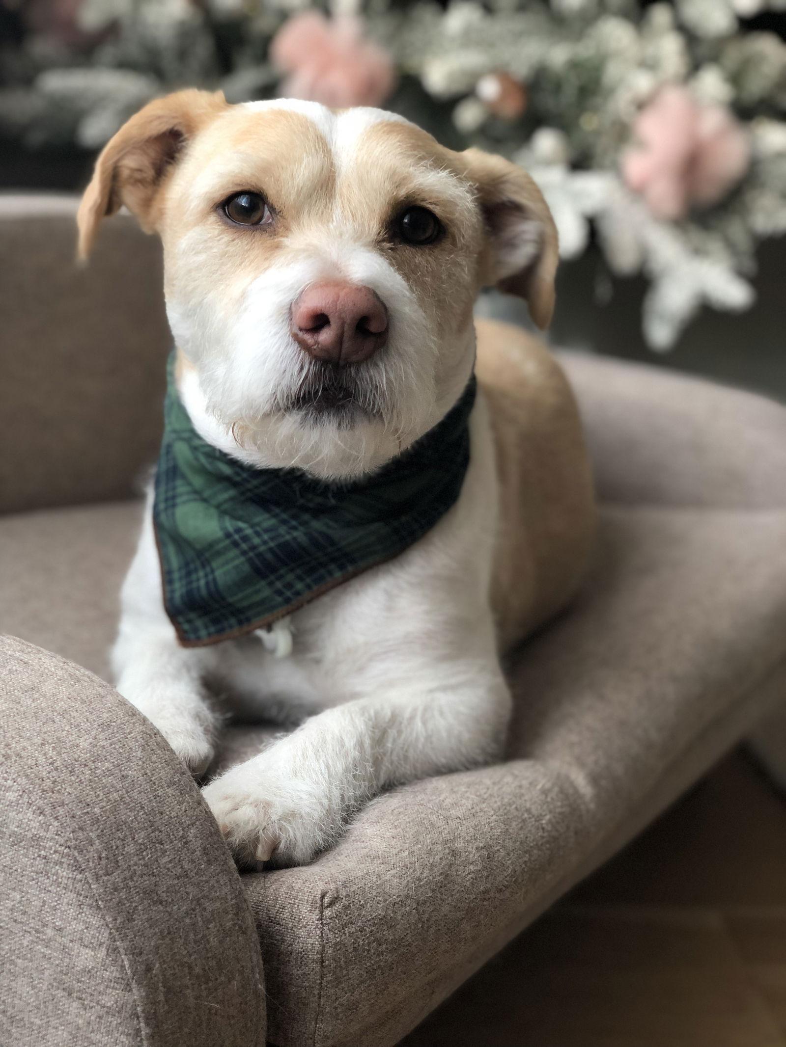 Enlarge Bobby, a Adopted mixed breed in San Diego, CA image 2/3