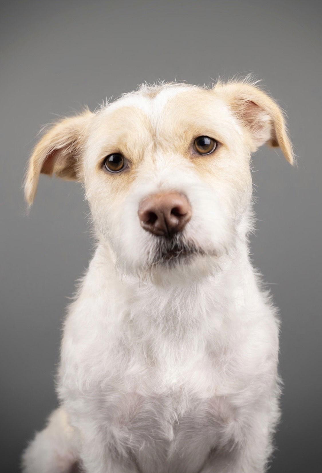 Enlarge Bobby, a Adopted mixed breed in San Diego, CA image 3/3