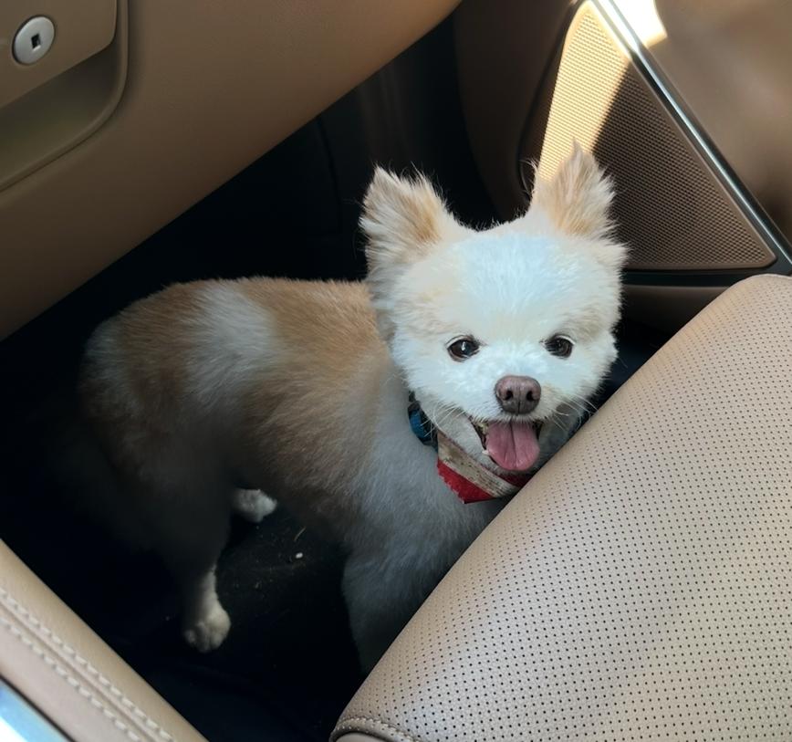 Enlarge Yadi, a Adopted Pomeranian in St. Louis, MO image 1/2