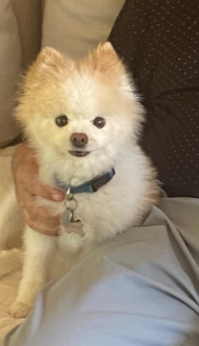 Enlarge Yadi, a Adopted Pomeranian in St. Louis, MO image 2/2