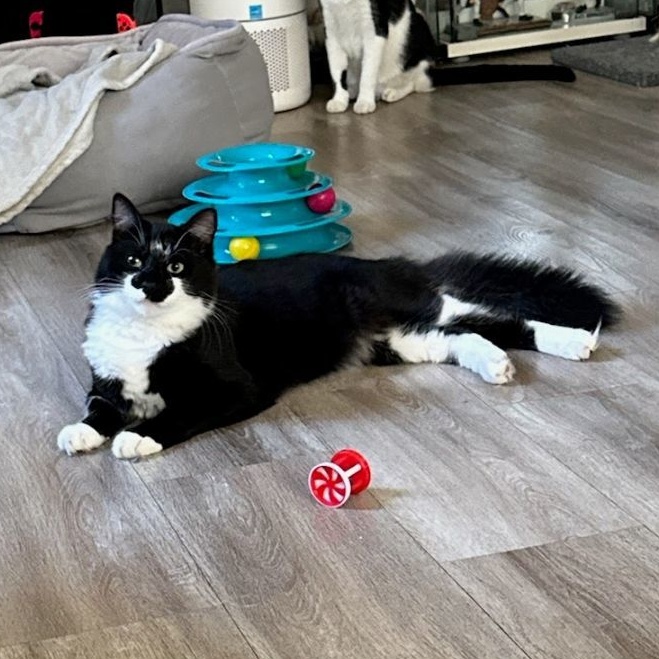 Bigotes (Whiskers) & Figaro, a Adoptable Domestic Short Hair in Los Angeles, CA image 2/5