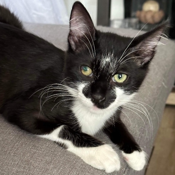 Bigotes (Whiskers) & Figaro, a Adoptable Domestic Short Hair in Los Angeles, CA image 5/5