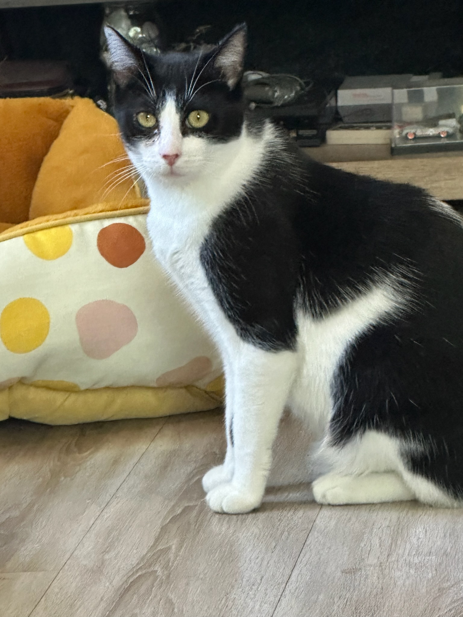 Bigotes (Whiskers) & Figaro photo 2