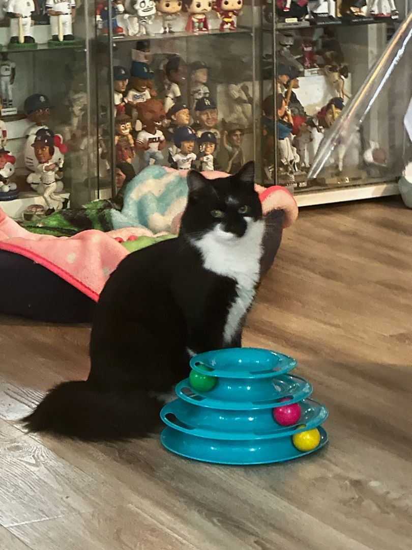 Bigotes (Whiskers) & Figaro photo 3