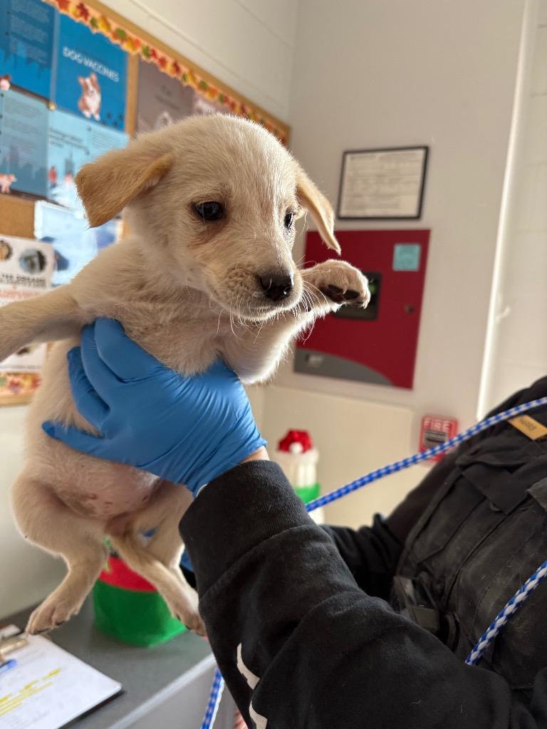 Enlarge Prancer, a Adoptable mixed breed in Belton, TX image 1/4