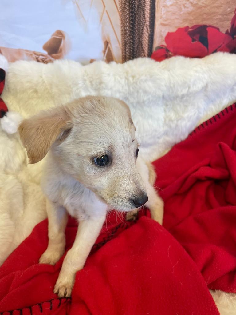 Prancer, a Adoptable mixed breed in Belton, TX image 1/4