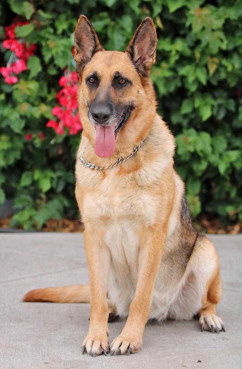 Enlarge Sky von Surselva", a Adoptable German Shepherd Dog in Los Angeles, CA image 5/6