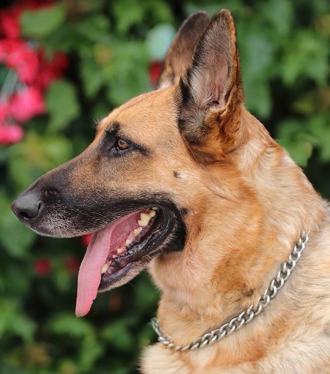 Enlarge Sky von Surselva", a Adoptable German Shepherd Dog in Los Angeles, CA image 4/6