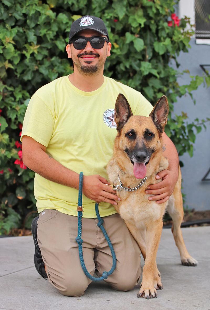 Enlarge Sky von Surselva", a Adoptable German Shepherd Dog in Los Angeles, CA image 3/6
