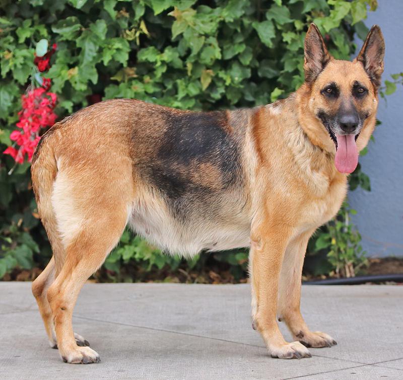 Enlarge Sky von Surselva", a Adoptable German Shepherd Dog in Los Angeles, CA image 6/6