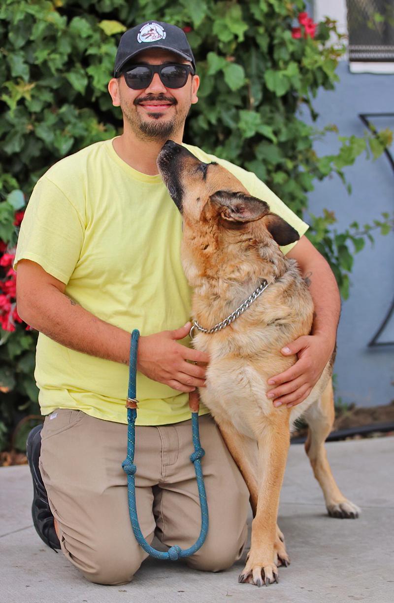 Enlarge Sky von Surselva", a Adoptable German Shepherd Dog in Los Angeles, CA image 2/6