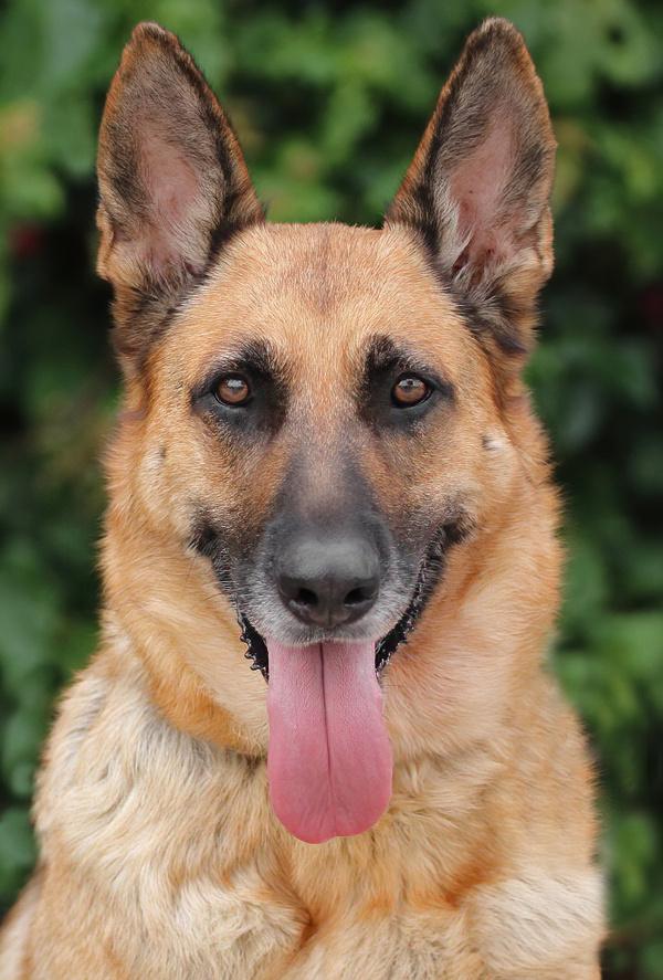 Sky von Surselva", Adoptable, Adult Female German Shepherd Dog.