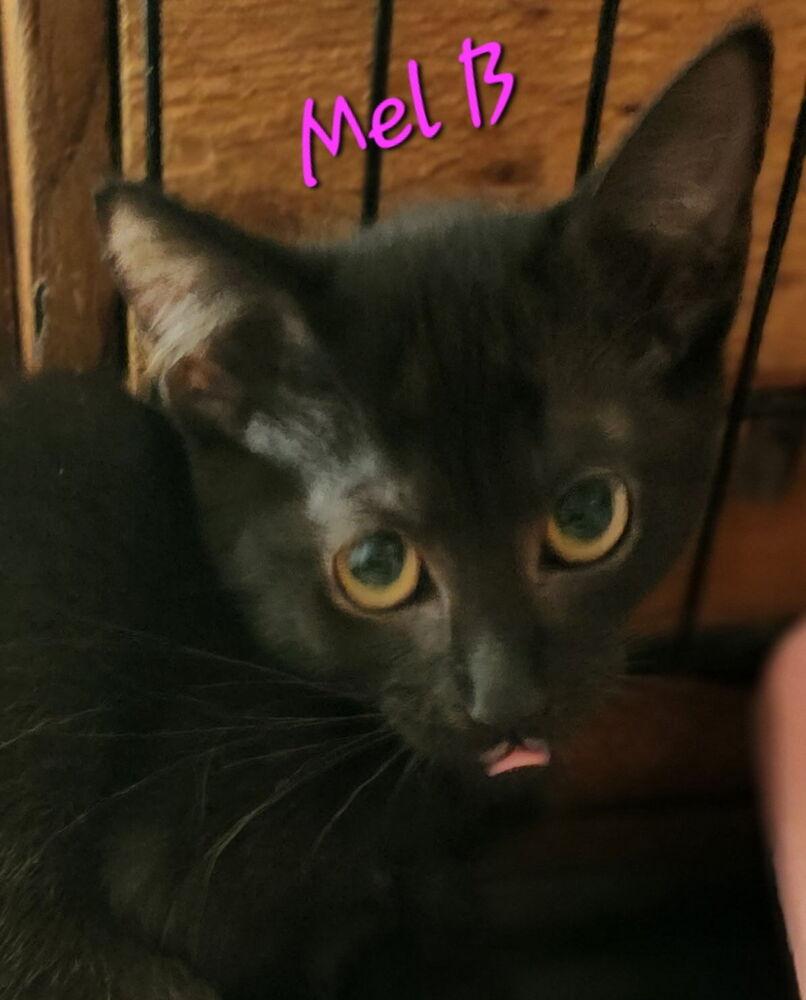 Enlarge Mel B 7846, a Adoptable Domestic Short Hair in Dallas, TX image 3/6