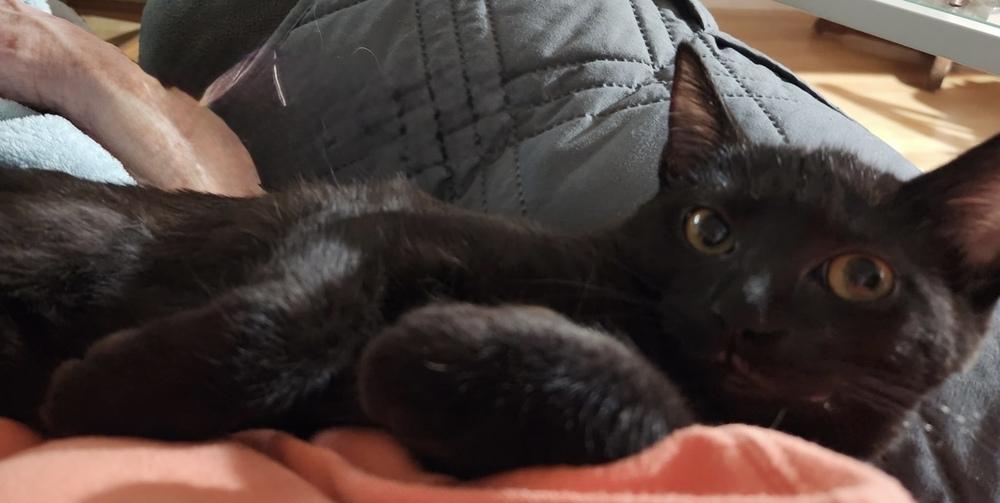 Enlarge Mel B 7846, a Adoptable Domestic Short Hair in Dallas, TX image 4/6